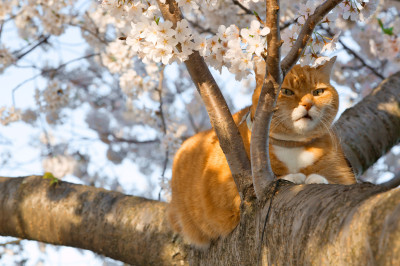 開花